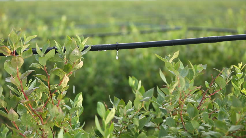 Are there any disadvantages of drip irrigation?